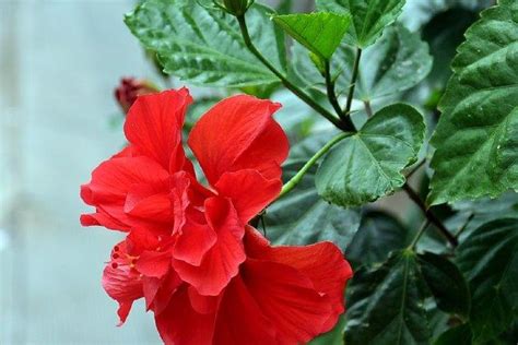 扶桑花怎麼養|扶桑花這樣養，「綠油油」的葉子，「紅火火」的花